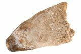 Robust, Cretaceous Fossil Crocodile Tooth - Morocco #208252-1
